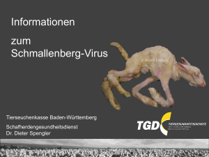 Informationen zum Schmallenberg-Virus - kargl