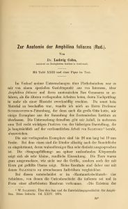 Zur Anatomie der Amphilina foliacea (Rud. )Ludwig Cohn