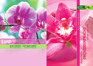 orchideenpracht - Pflanzen Breuer