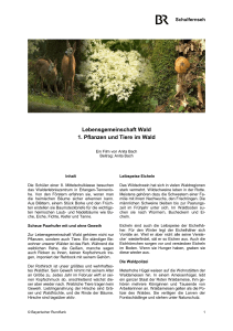 Lebensgemeinschaft Wald 1. Pflanzen und Tiere im Wald