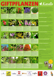 Plakat Giftpflanzen