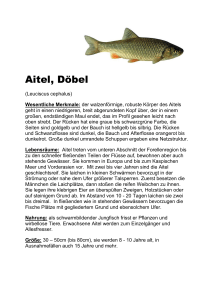 Aitel, Döbel - 1. Wiener Fischereimuseum