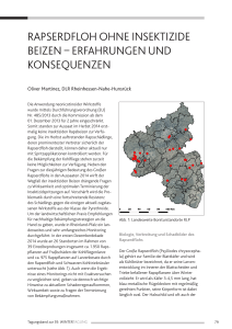 rapserdfloh ohne insektizide beizen – erfahrungen und