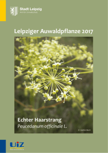Plakat Leipziger Auwaldpflanze 2017