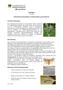 Merkblatt Eichenprozessionsspinner (Thaumetopoea - Wald-MV