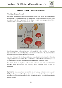 Ektoper Ureter – Informationsblatt