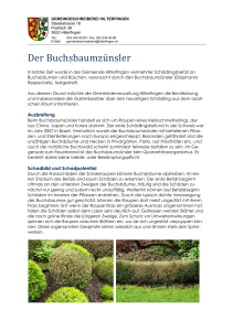 Der Buchsbaumzünsler - Gemeinde Hilterfingen