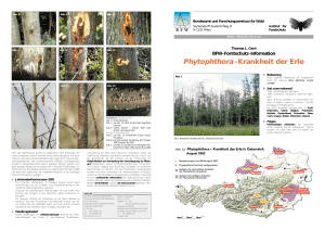 Merkblatt Phytophthora.xp