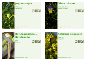 Juglans regia Viola tricolor Betula pendula = Betula alba