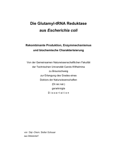 Die Glutamyl-tRNA Reduktase aus Escherichia coli