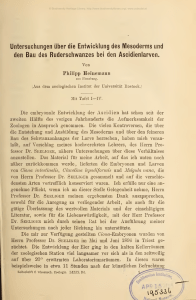 Untersuchungen über die Entwicklung des Mesoderms