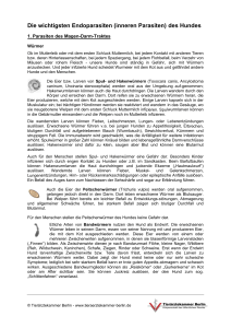 Die w wichtigst ten Endo oparasit ten (inne eren Par rasiten) des Hu