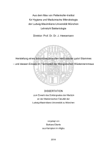 Herstellung eines biolumineszierenden Helicobacter pylori Stammes