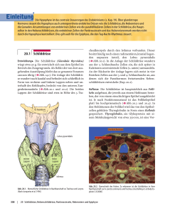 20.1 Schilddrüse