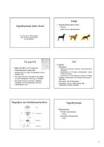 Hypothyreose beim Hund Inhalt T4 und fT4 fT4 Hypothyreose