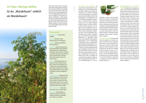 Im Fokus: Moringa oleifera Ist der „Wunderbaum“ wirklich ein