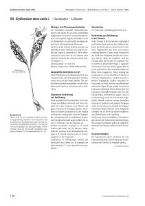 VU Erythronium dens-canis L. – Hundszahn – Liliaceae