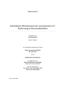 Subzelluläre Mechanismen der zytosolischen Ca2+ Entfernung in