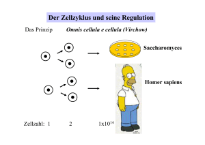 Der Zellzyklus und seine Regulation