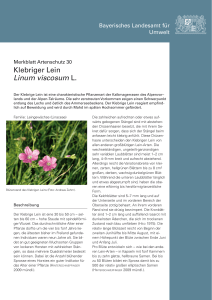 Klebriger Lein (Linum viscosum L.)
