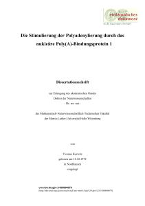 Die Stimulierung der Polyadenylierung durch das nukleäre Poly(A