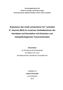 Expression des small conductance Ca² activated K channel