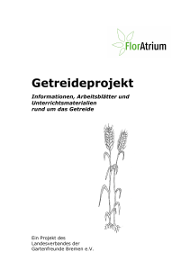 Getreideprojekt - Gartenfreunde Bremen