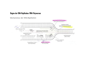DNA-Polymerase I