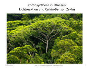 Photosynthese in Pflanzen: Lichtreakcon und Calvin