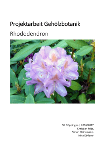 Projektarbeit Gehölzbotanik Rhododendron - Justus-Von
