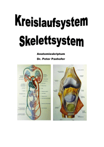 Anatomieskriptum Dr. Peter Panhofer