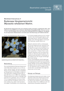 Bodensee-Vergissmeinnicht Myosotis rehsteineri Wartm.