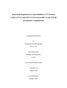 Hypoxische Regulation der matrizellulären CCN