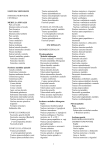 1 SYSTEMA NERVOSUM SYSTEMA NERVOSUM CENTRALE