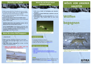 Wölfen begegnen - Wildtier Schweiz