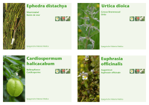 Ephedra distachya Cardiospermum halicacabum