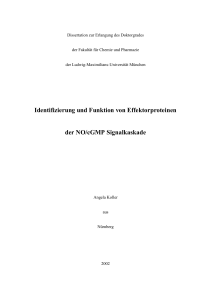 Identifizierung und Funktion von Effektorproteinen der NO/cGMP