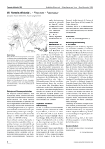 VU Paeonia officinalis L. – Pfingstrose – Paeoniaceae