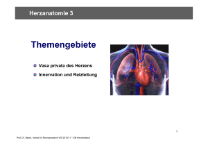 Herzanatomie 3
