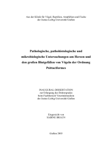 Pathologie Herzerkrankungen von Vögeln der Ordnung Psittaciformes