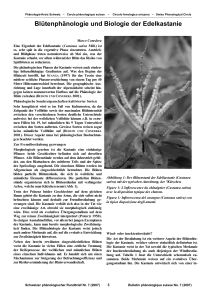 Blütenphänologie und Biologie der Edelkastanie