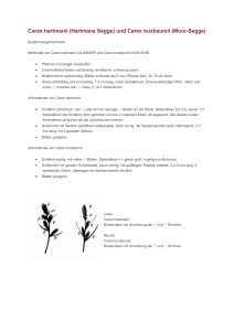Carex hartmanii (Hartmans Segge) und Carex buxbaumii (Moor