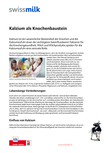 Kalzium als Knochenbaustein