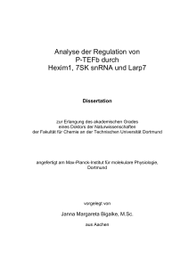 Analyse der Regulation von P-TEFb durch Hexim1, 7SK snRNA und