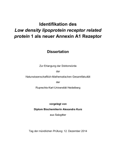 Identifikation des Low density lipoprotein receptor related protein 1