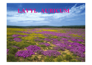 Lavyl Auricum Info - Heilmassagen Peter Fraiss