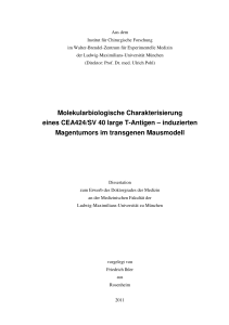 Molekularbiologische Charakterisierung eines CEA424/SV 40 large