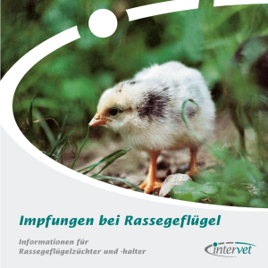 Impfungen bei Rassegeflügel