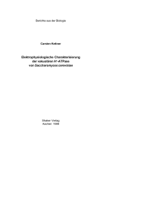 Elektrophysiologische Charakterisierung der vakuolären H+