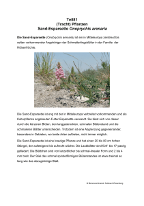 Teil81 (Tracht) Pflanzen Sand-Esparsette Onoprychis arenaria